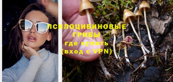 прущие грибы Армянск